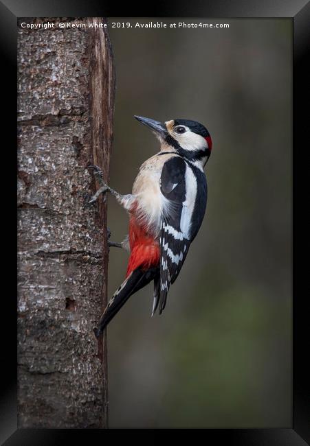 Great Spotted Woodpecker Framed Print by Kevin White