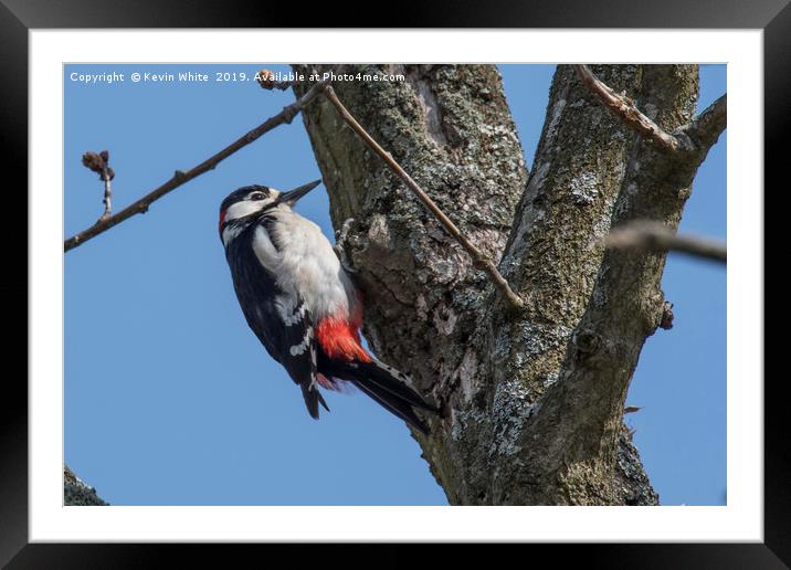 Great spotted woodpecker Framed Mounted Print by Kevin White