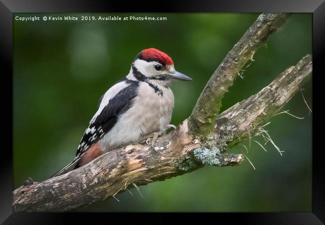 Juvenille Great Spotted Woodpecker Framed Print by Kevin White