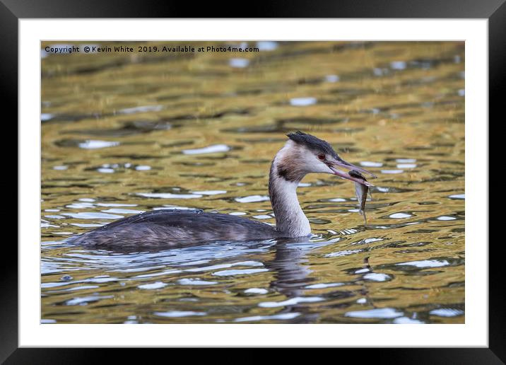 Grebe Framed Mounted Print by Kevin White
