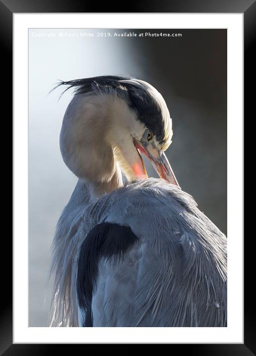 Backlit grey heron Framed Mounted Print by Kevin White