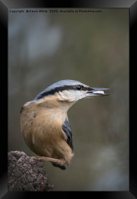 Nuthatch bird Framed Print by Kevin White