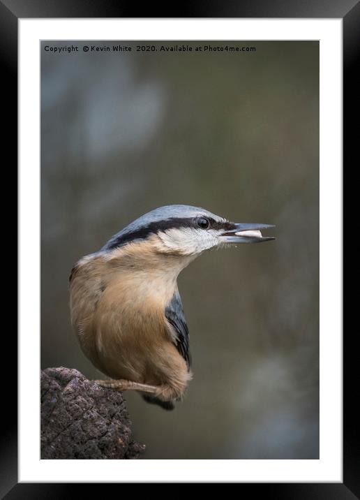 Nuthatch bird Framed Mounted Print by Kevin White