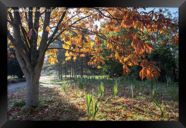 Autumn low light Framed Print by Kevin White