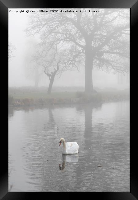 swan at dawn Framed Print by Kevin White
