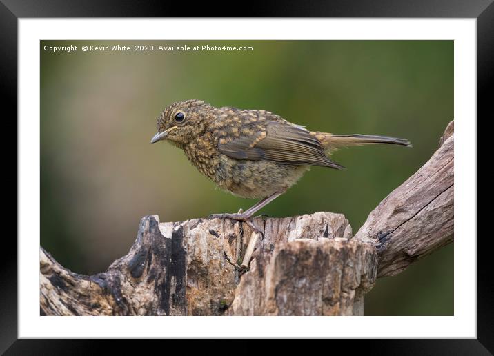 Juvenile Robin Framed Mounted Print by Kevin White