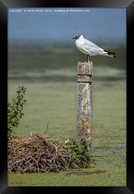 Guarding nest Framed Print by Kevin White