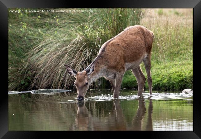 Young Deer Framed Print by Kevin White