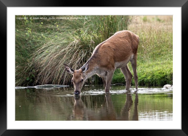 Young Deer Framed Mounted Print by Kevin White