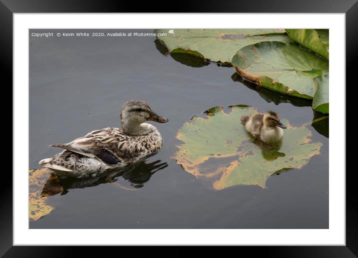 Duck with chick Framed Mounted Print by Kevin White