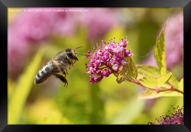 Honey bee about to get a feast Framed Print by Kevin White