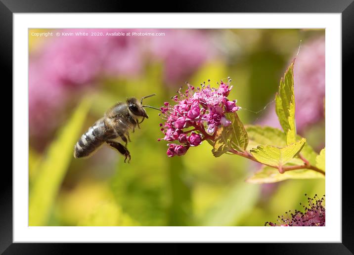Honey bee about to get a feast Framed Mounted Print by Kevin White