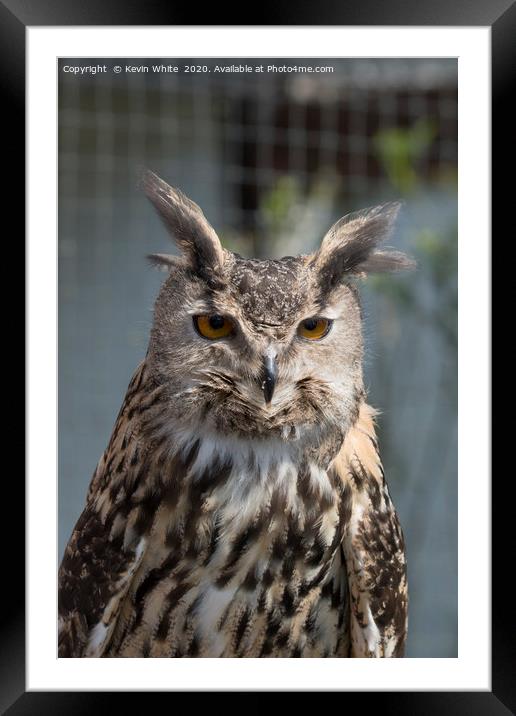 Eurasian Eagle Owl Framed Mounted Print by Kevin White