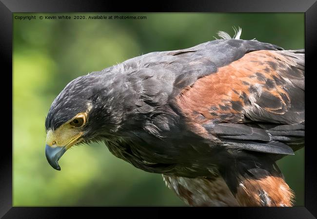 Harris Hawk close up Framed Print by Kevin White