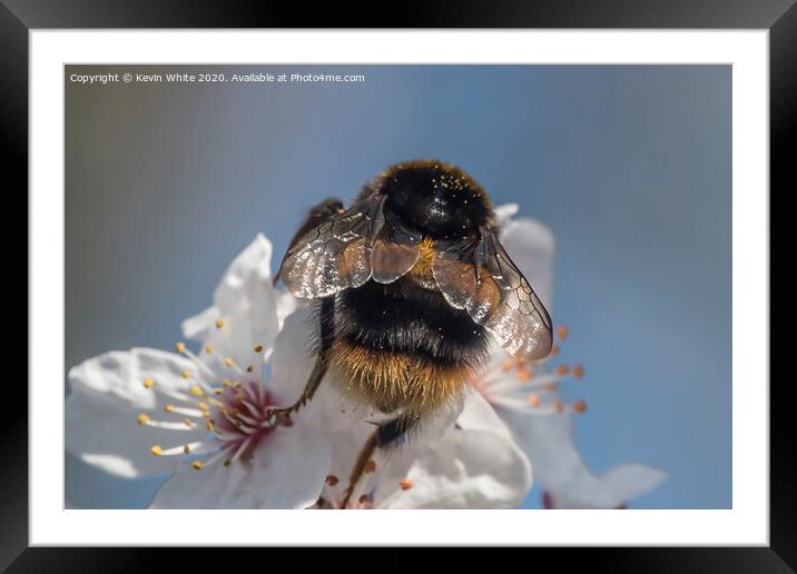 Bumble Bee Wings Framed Mounted Print by Kevin White