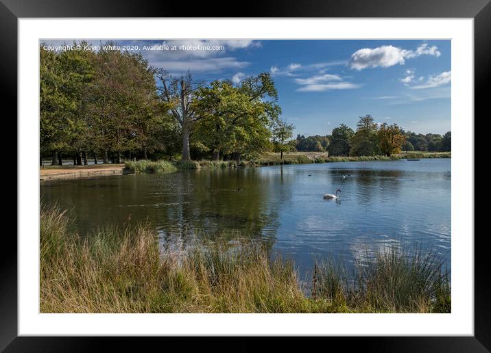 Pen Ponds with lone swan Framed Mounted Print by Kevin White