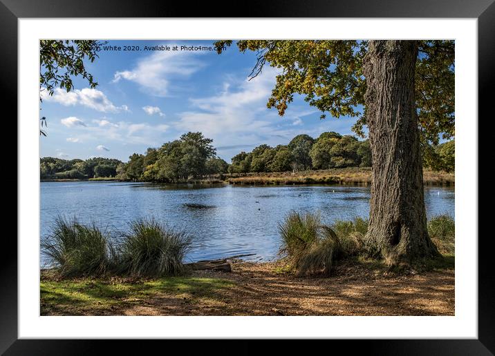 Late summer in Richmond Park Framed Mounted Print by Kevin White