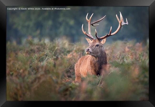 Royal Deer Stag Framed Print by Kevin White