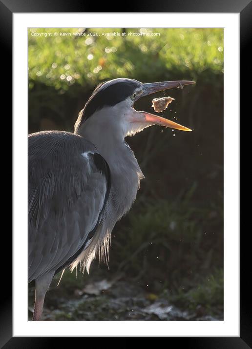 Heron playing with food Framed Mounted Print by Kevin White
