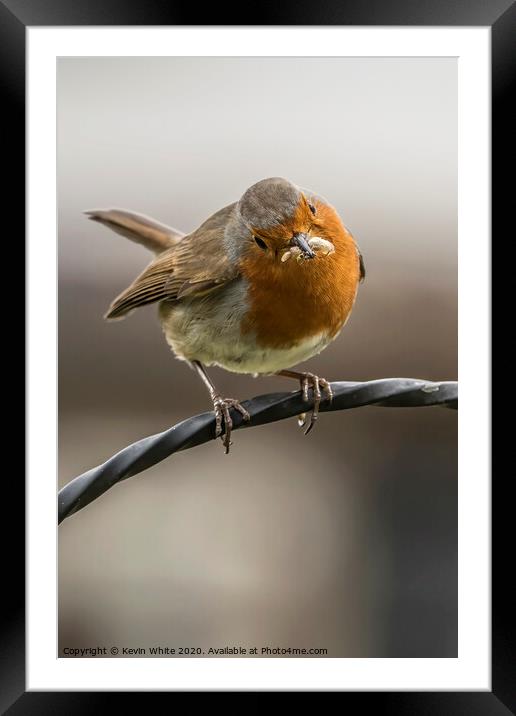 Robin with his latest meal Framed Mounted Print by Kevin White