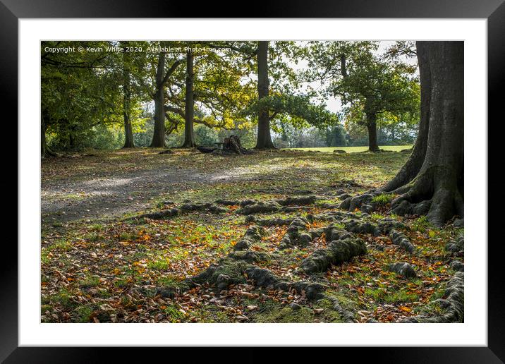 Tree roots walk at Box Hill Framed Mounted Print by Kevin White