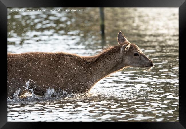 Young deer enjoying a splash Framed Print by Kevin White