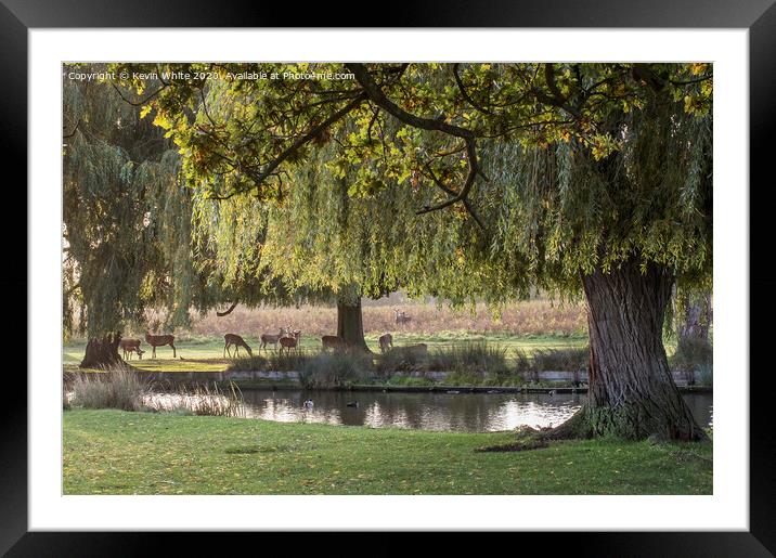 Gathering of Deer Framed Mounted Print by Kevin White