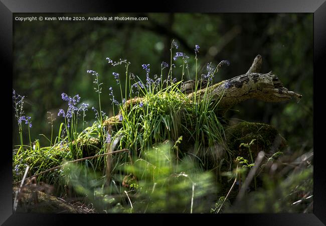 Bluebells in the forest Framed Print by Kevin White