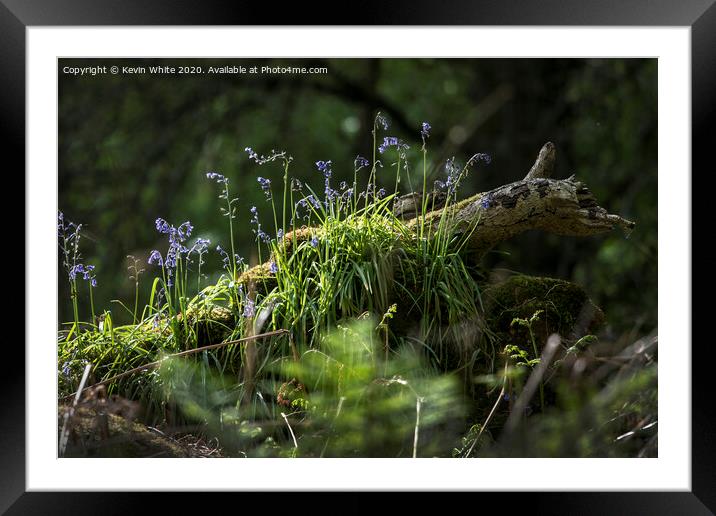 Bluebells in the forest Framed Mounted Print by Kevin White