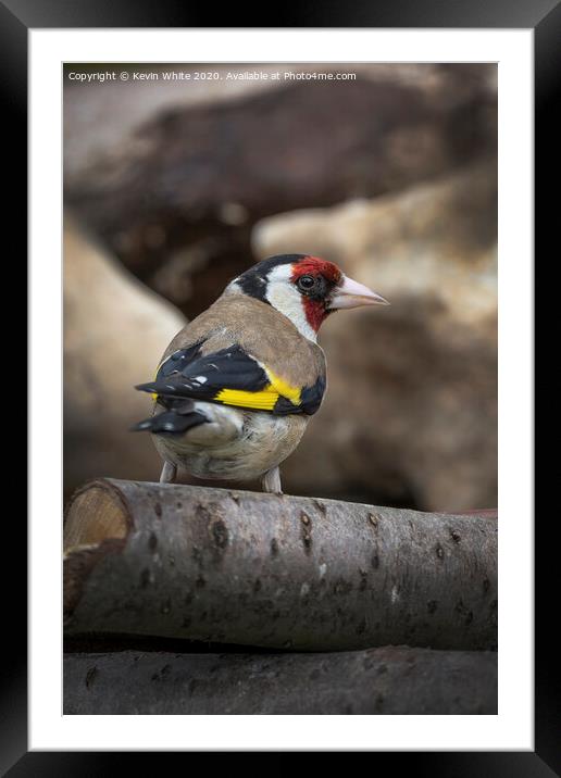 Goldfinch in the garden Framed Mounted Print by Kevin White