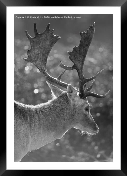Stag deer with backlit sun Framed Mounted Print by Kevin White