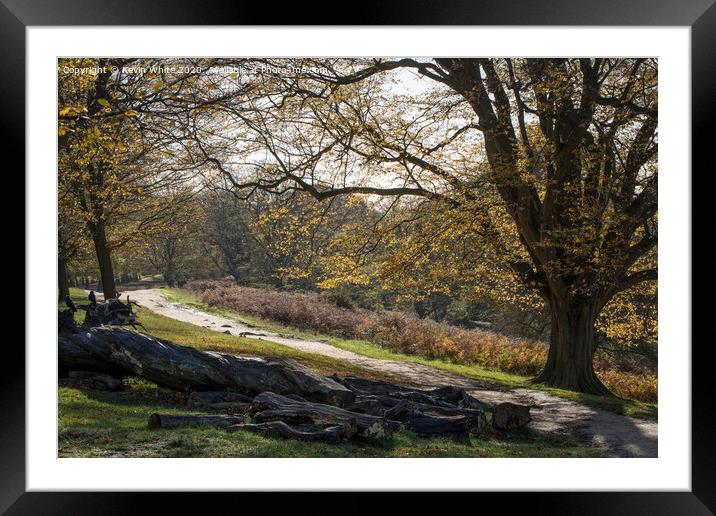 Cycle track through woods  Framed Mounted Print by Kevin White
