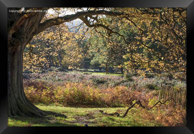 Under old tree Framed Print by Kevin White