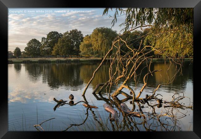 Old tree branches catch the morning light Framed Print by Kevin White