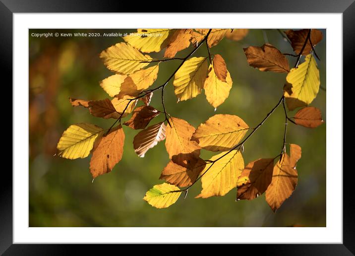 Autumn leaves on the turn Framed Mounted Print by Kevin White