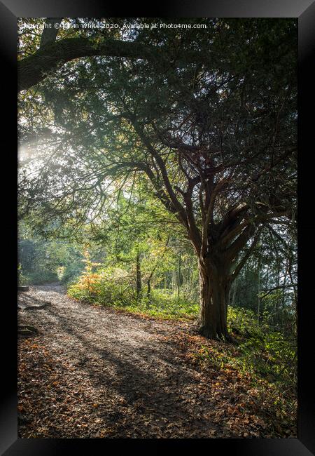 Morning sunlight  Framed Print by Kevin White