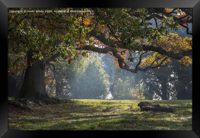 Winter sun through trees Framed Print by Kevin White