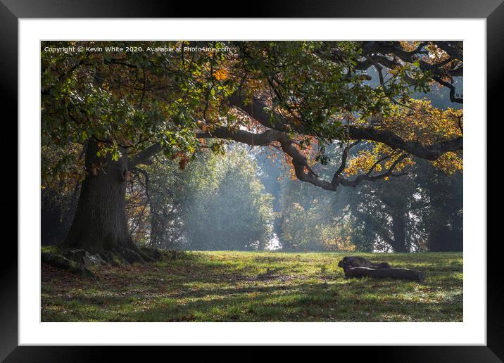Winter sun through trees Framed Mounted Print by Kevin White
