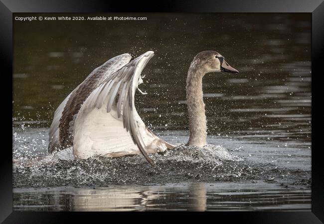 Juvenile Swan Framed Print by Kevin White