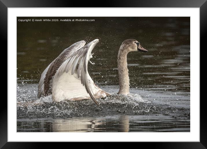 Juvenile Swan Framed Mounted Print by Kevin White