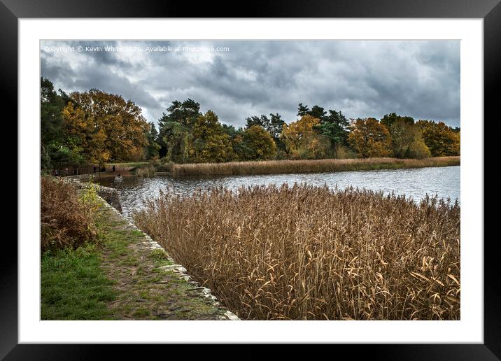 Reed bed at Frensham ponds Framed Mounted Print by Kevin White