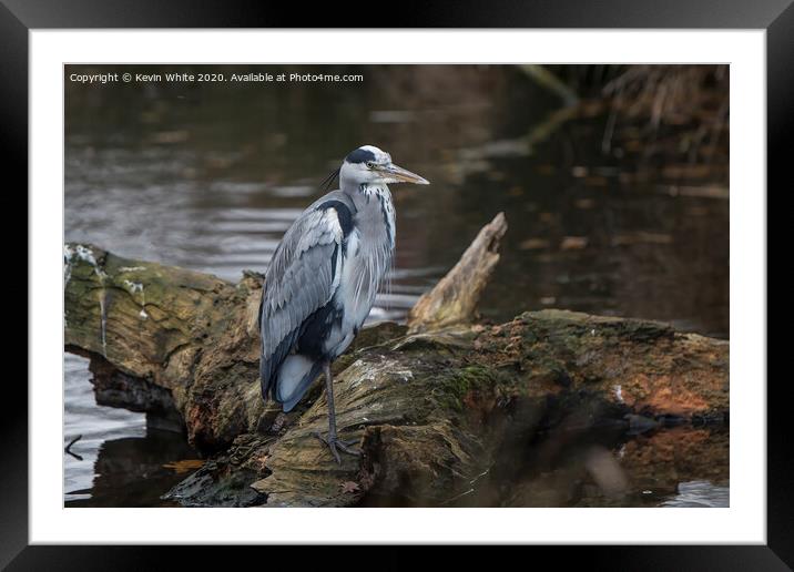 Grey Heron on one leg Framed Mounted Print by Kevin White