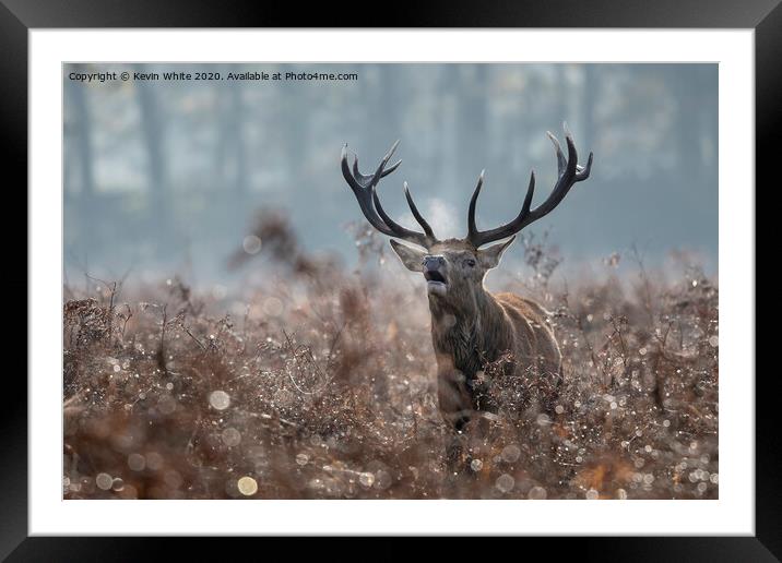 Proud Stag Framed Mounted Print by Kevin White