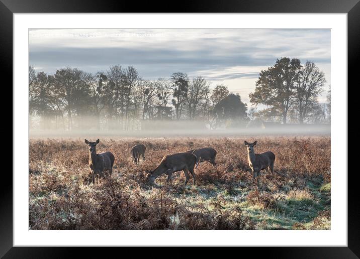 Morning mist at the park Framed Mounted Print by Kevin White