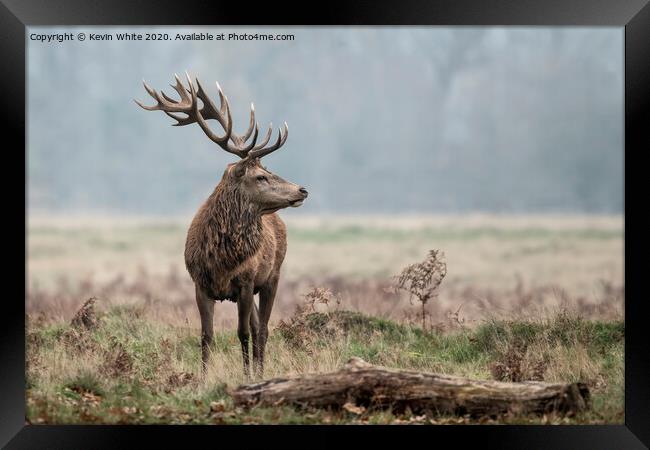 Alpha male stag Framed Print by Kevin White