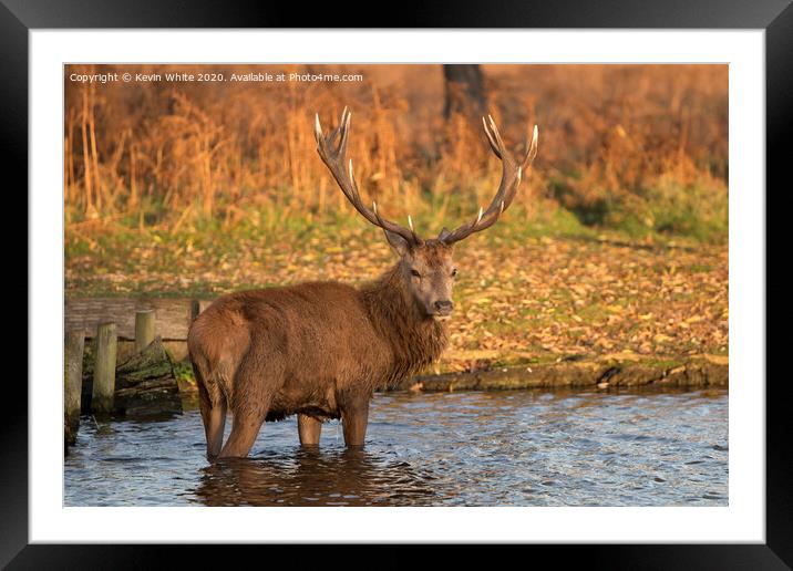 Catching the morning sun Framed Mounted Print by Kevin White