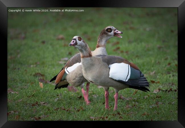 Egyptian geese  Framed Print by Kevin White