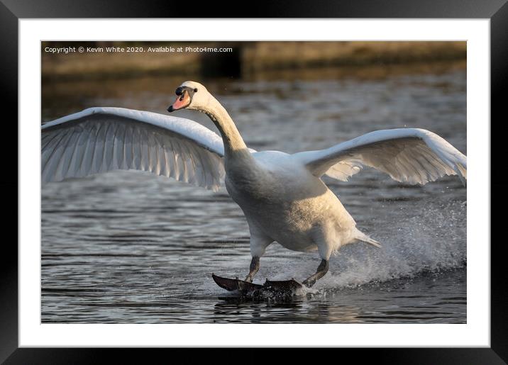 Mute swan landing Framed Mounted Print by Kevin White