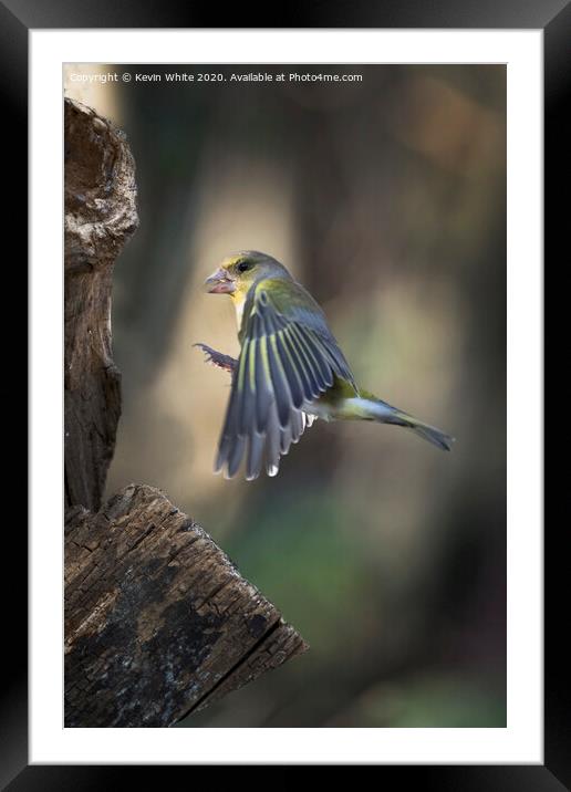 Greenfinch flying in Framed Mounted Print by Kevin White