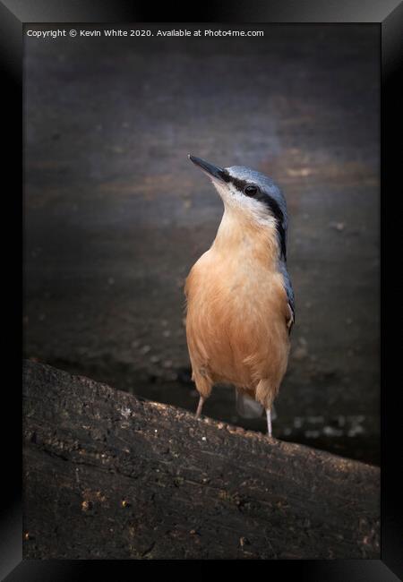 Inquisitive nuthatch Framed Print by Kevin White